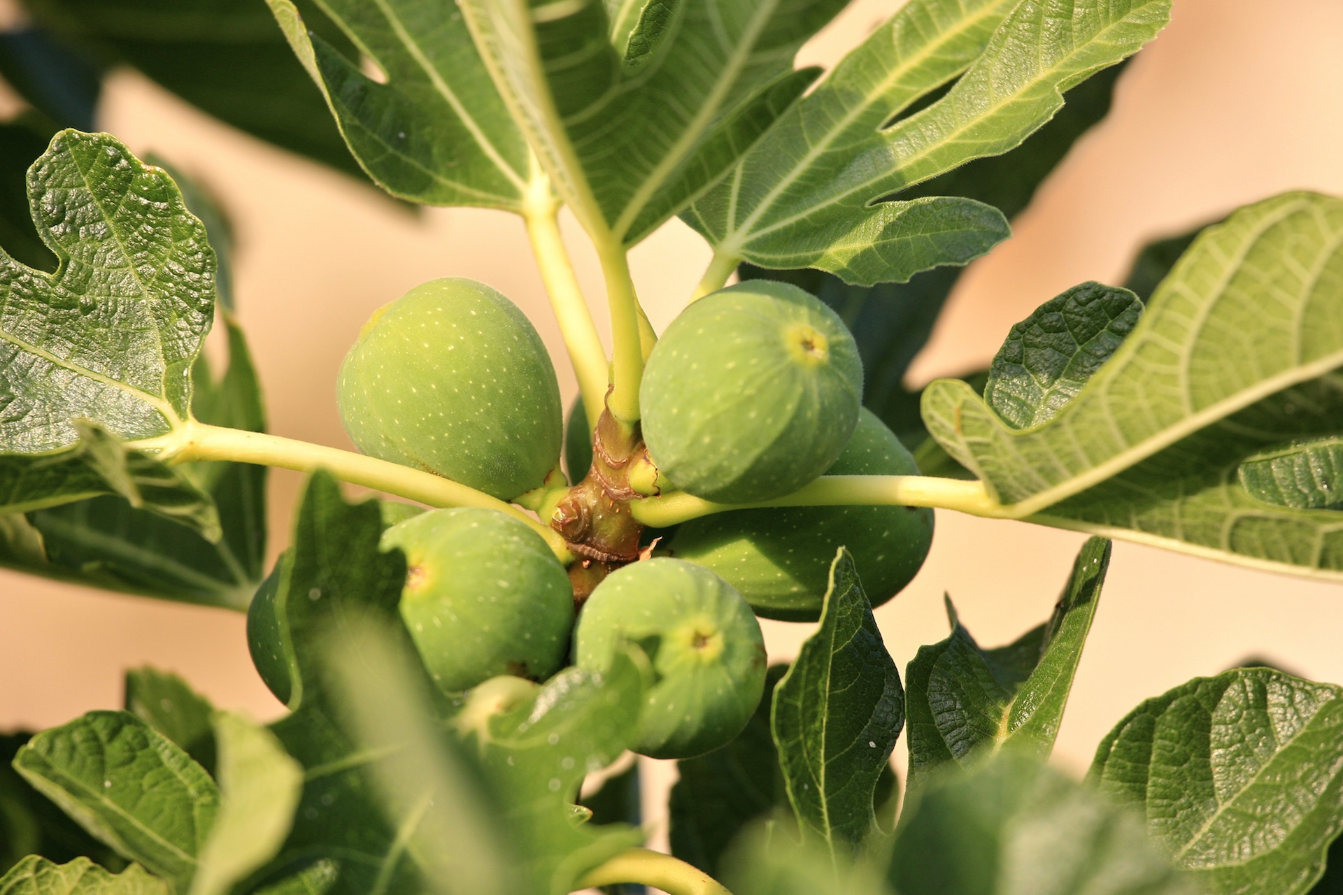 close up of a fig tree